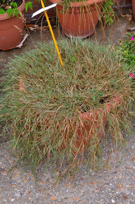 Agrostis x 'Bamboo Grenn Twist'